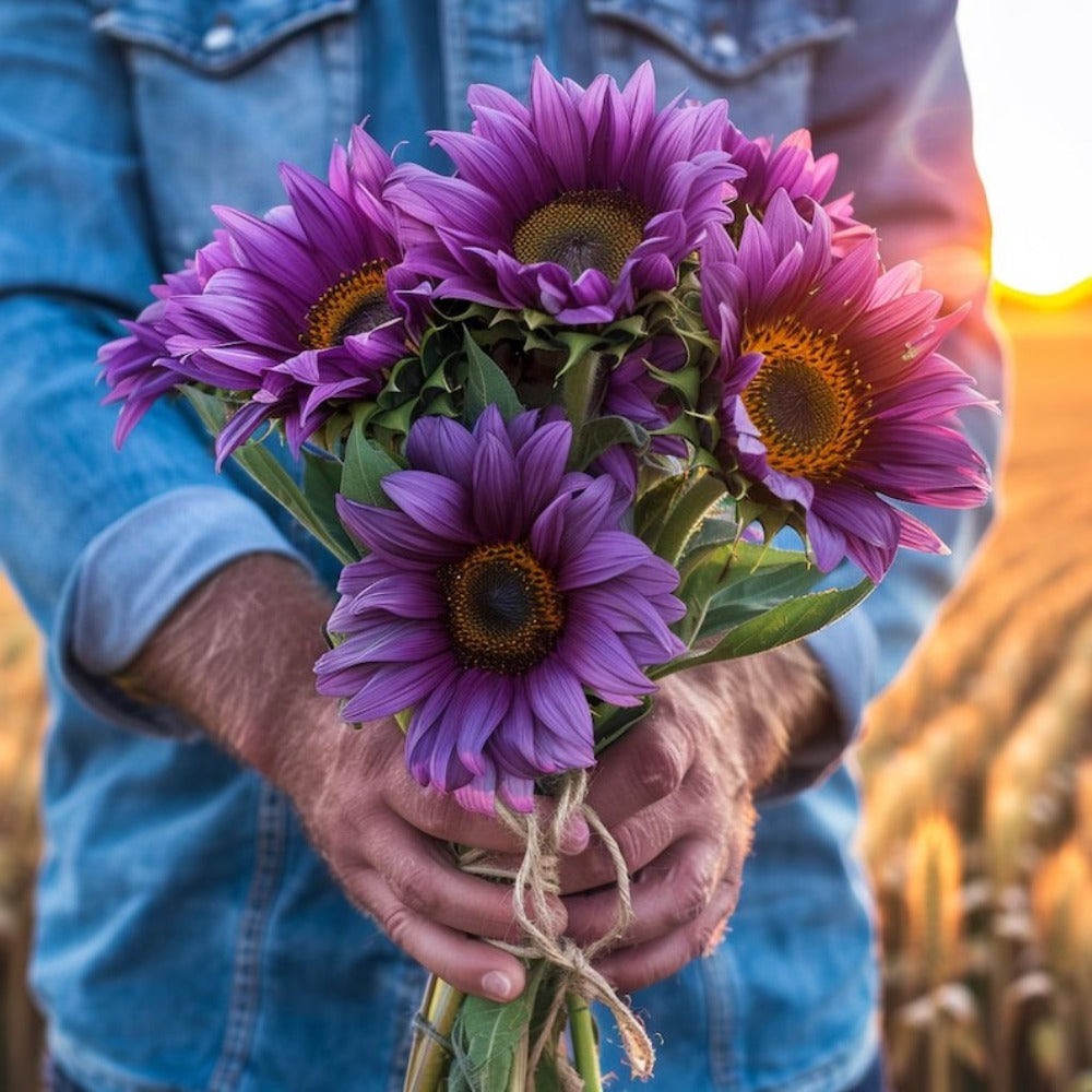 311 Count Rare Purple Sunflower Seeds For Easy Garden Edge