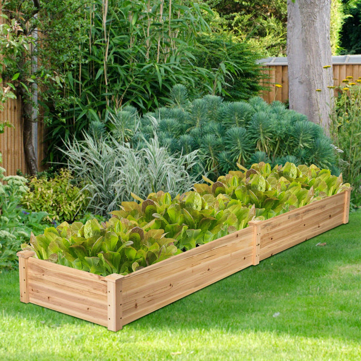 Raised Wooden Garden Bed Eight by Two Feet Dual Section