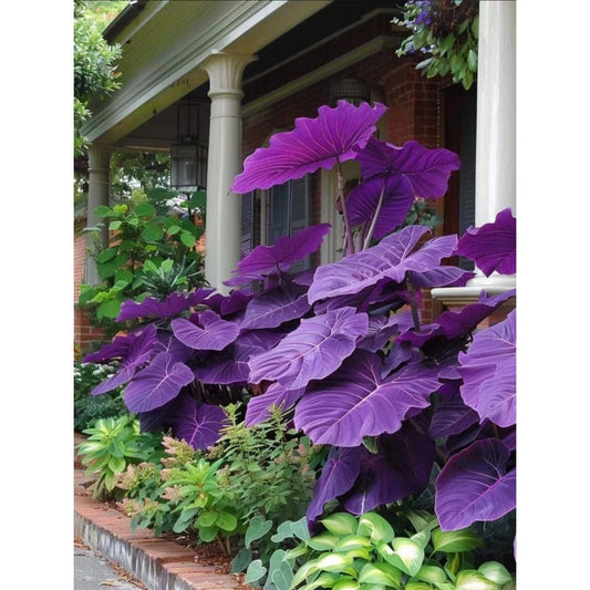 184pcs Dark Purple Colocasia Elephant Ear Seeds Heirloom