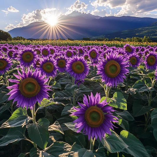 311 Count Rare Purple Sunflower Seeds For Easy Garden Edge